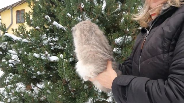 Голубая золотая шиншилла ? смотреть онлайн