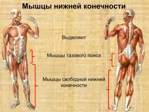 Мышцы нижней конечности