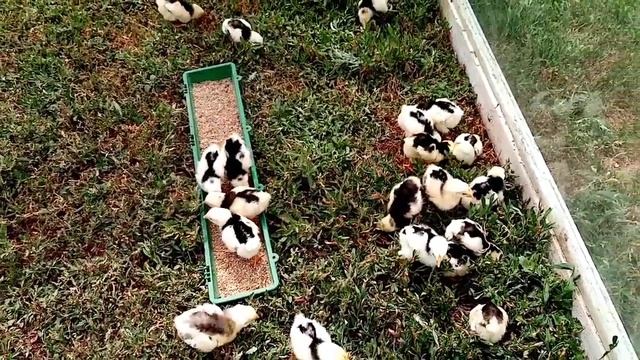 Пушкинские цыплята первый раз на траве!!! смотреть онлайн