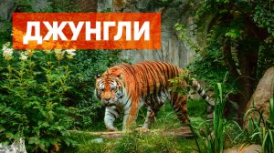 Потрясающая природа джунглей. Дикая жизнь в джунглях с музыкой