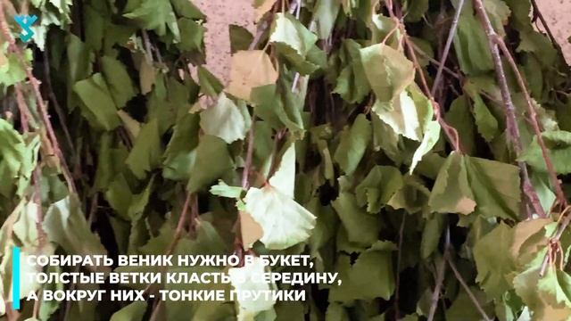 Секрет заготовки березовых веников смотреть онлайн