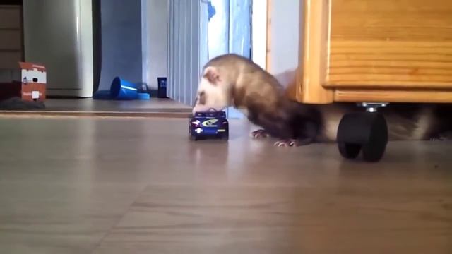 Хорек охотится на автомобиль смотреть онлайн