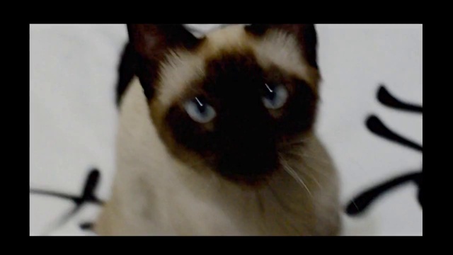 Игра престолов (Game of Thrones) - cat edition смотреть онлайн