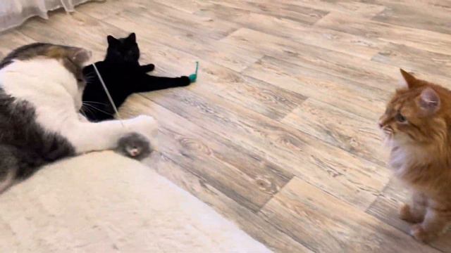 Мы на спорте 💪⛸️😜 смотреть онлайн