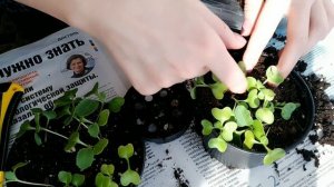 Рассада капусты ВЫТЯНУЛАСЬ, что делать?