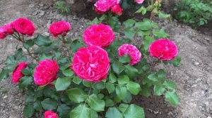 Роза "Ред Леонардо да Винчи" (Rose Red Leonardo da Vinci) июнь 2021 г.