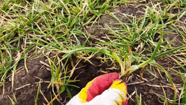 оз. ячмень (Базальт) после зимы смотреть онлайн