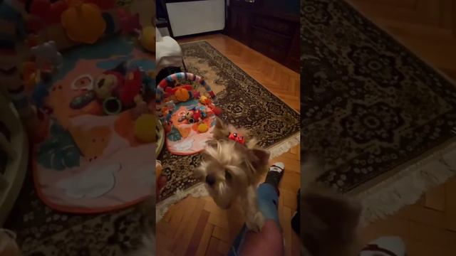 ЙОРКШИРСКИЙ ТЕРЬЕР И МАНДАРИНЫ 🍊 ГОЛОДНЫЙ ПЁС ПОПРОШАЙНИЧАЕТ 😂😂😂 смотреть онлайн