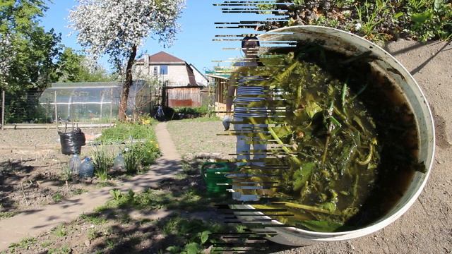 Удобрение из крапивы для растений смотреть онлайн