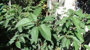 Черешни на  Урале. Сентябрь-2017.