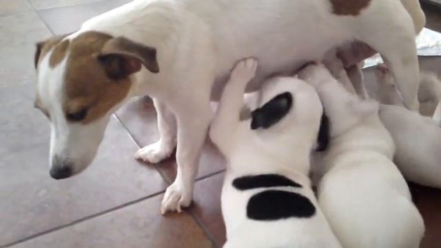 Suckling Jack Russel puppies. Джек Рассел терьеры и их мама.MP4 смотреть онлайн