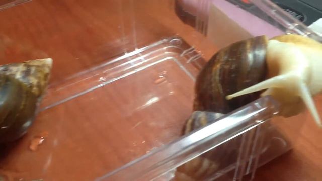 Уход за улитками ЧАСТЬ 1!!! смотреть онлайн