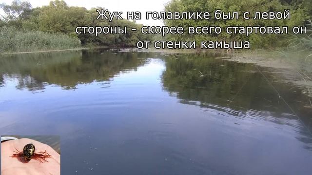 Голавль. Жуки с лапками и без...Сходство и различия применения. Видеоблог 127 смотреть онлайн