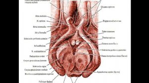 Анатомия центральной нервной системы. Лекция 2