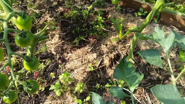 Экспериментальные черри томаты в открытом грунте✔томаты из Китая смотреть онлайн