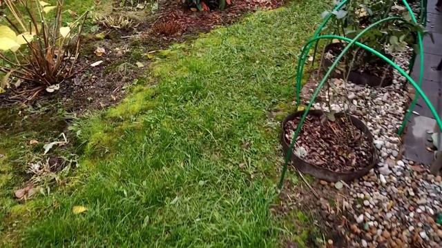 Чищу пруд перед зимой. Пересадка нимфеи. Мои барбарисы. Кроты в саду. Водный пылесос смотреть онлайн