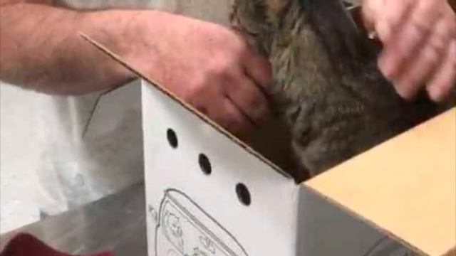 19 летний кот обнимал лапами хозяина, которого не видел 7 лет, а мужчина не мог сдержать слезы смотреть онлайн