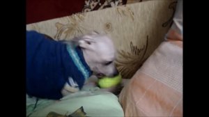 собака истеричка