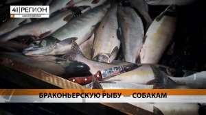 БРАКОНЬЕРСКУЮ РЫБУ — СОБАКАМ • НОВОСТИ КАМЧАТКИ