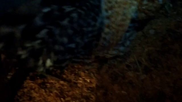 БИЛЕФЕЛЬДЕРАМ ОДИН МЕСЯЦ / ПОРОДА КУР БИЛЕФЕЛЬДЕР смотреть онлайн