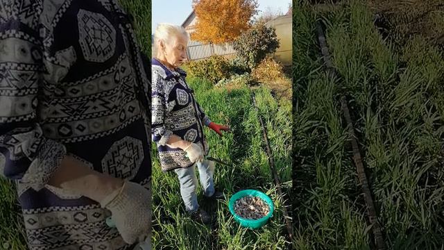 Как я сажаю озимый чеснок. смотреть онлайн