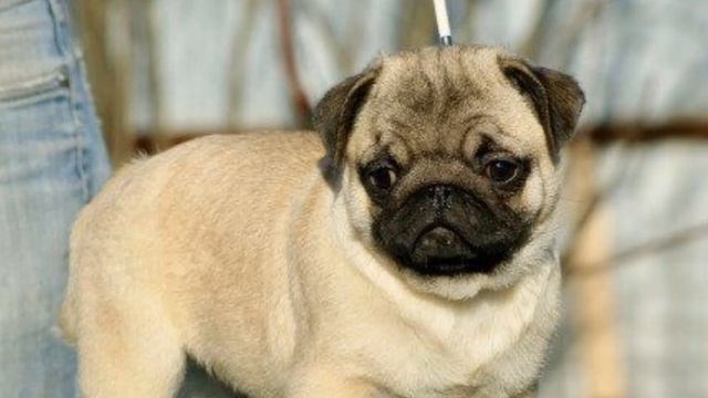 Мопсы мопсики (Видео с коментарием) смотреть онлайн