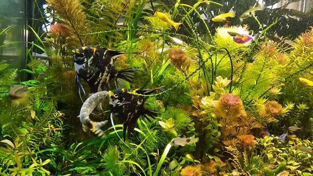 Подбор рыб в аквариум на моем примере. смотреть онлайн