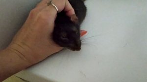 Об одиночном содержании крысы