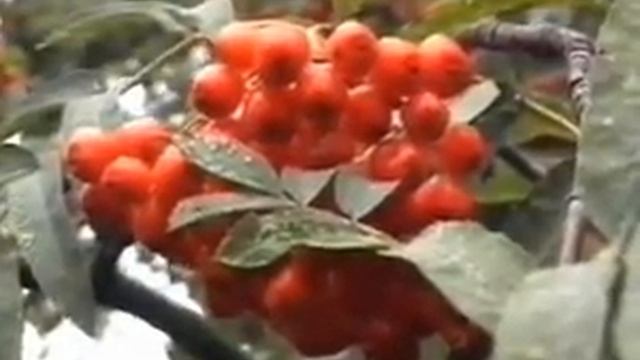 12 Рябина обыкновенная смотреть онлайн