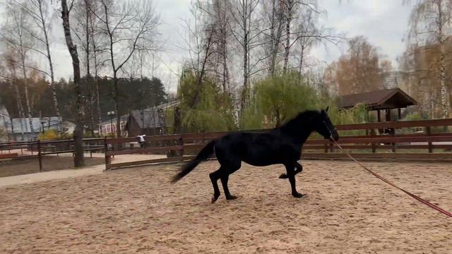 Интендант 2015 (Ибар - Дворянка) смотреть онлайн