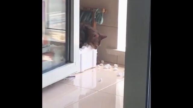 Смешные и Забавные Животные Топ Прикол Приколы с животными | Приколы с Animal funny смотреть онлайн