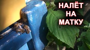 Налёт на матку.