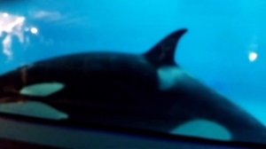 Великолепные касатки в Москвариуме