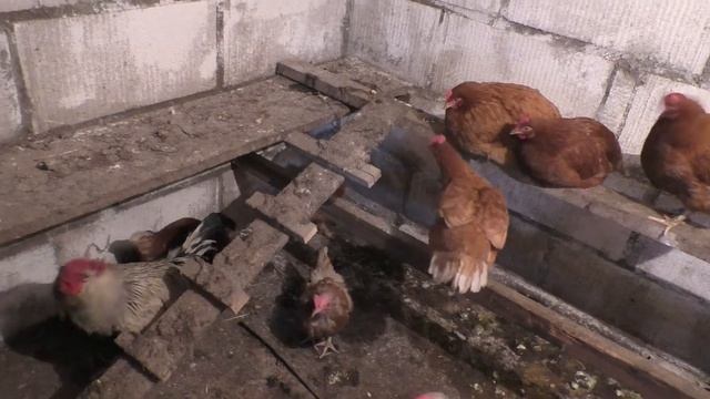 Прокуриваем курятник, чтобы курочки не болели. смотреть онлайн