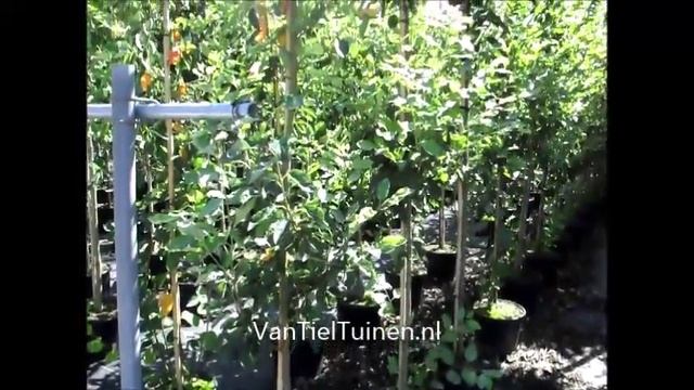 Amelanchier lamarckii krenteboompje смотреть онлайн