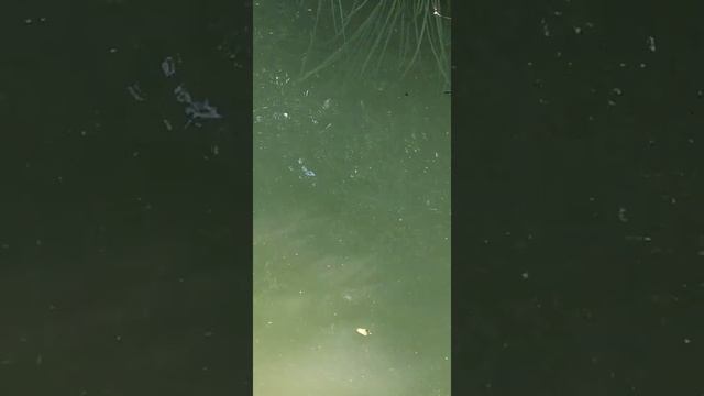 Ловим уток на крючок, на озере!Швеция.