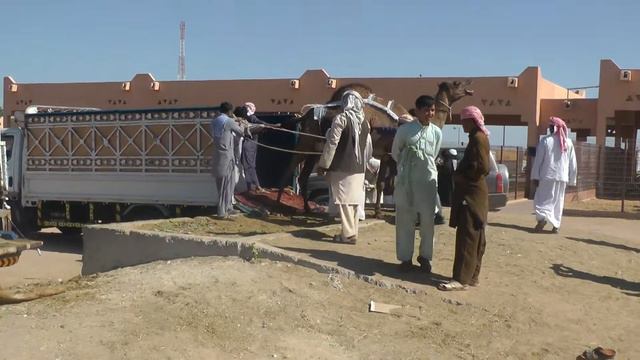 Как затащить верблюда в автомобиль(2012г.) смотреть онлайн