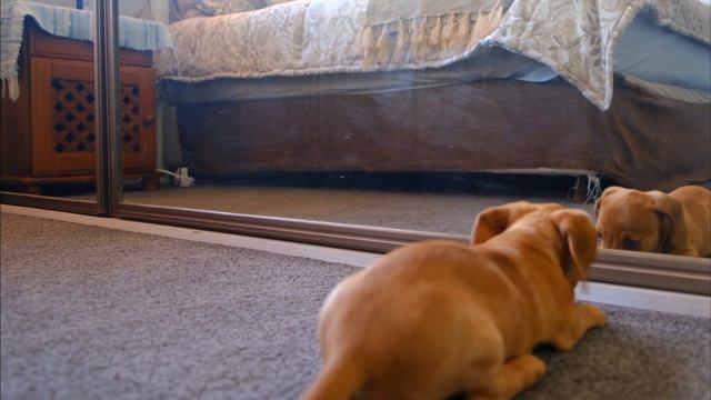 Ayna da Kendini Gören Köpek Deliye Döndü🐶🐶🐶 смотреть онлайн