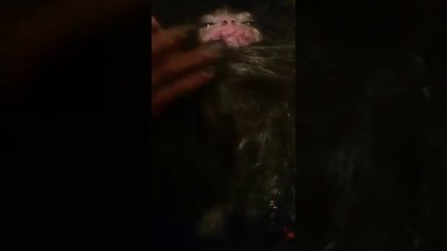 Домовой в жизни поймали домового смотреть онлайн
