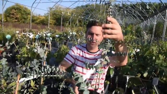 Eucalyptus pulverulenta 'Baby Blue' – Kék lombú eukaliptusz смотреть онлайн