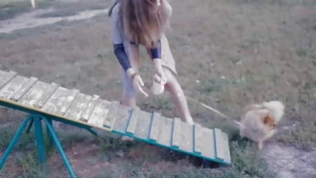 When I Try To Train A Dog / Когда я пытаюсь дрессировать собаку