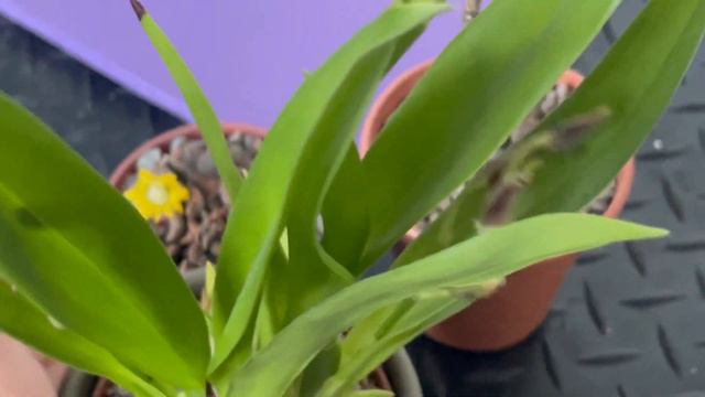 Euphorbia Platyclada blooming again in 2020 | Zombie Plant | The Dead Succulent Plant | other updat смотреть онлайн