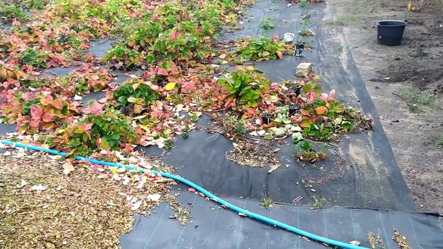 Как я избавилась от пырея без химии и навсегда. Сейчас самое время воспользоваться этим способом! смотреть онлайн