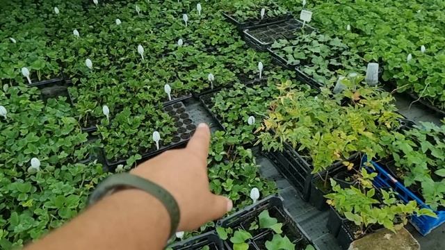 Основы выращивания кассетной рассады. смотреть онлайн