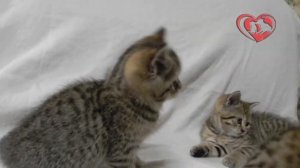 Глисты у кота? Как правильно глистогонить животное!