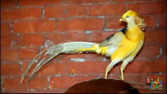 КОНТАКТНЫЙ ЗООПАРК смотреть онлайн