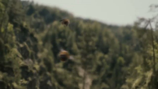 ПЧЕЛОМАТКА и ТРУТЕНЬ в воздухе [ПЧЕЛОВОДСТВО ДЛЯ НАЧИНАЮЩИХ] смотреть онлайн