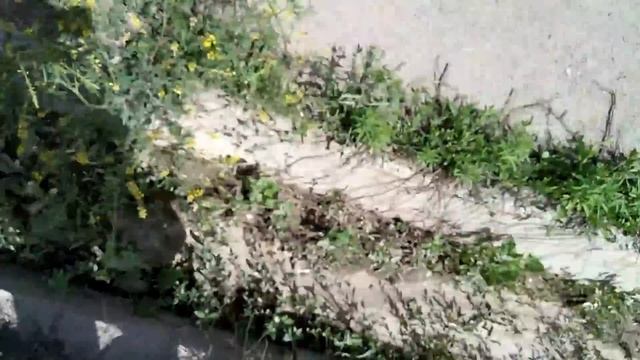 ПОХОД НА СВАЛКУ!! Нашел Чермет, Медь, Алюминиевую банку. смотреть онлайн