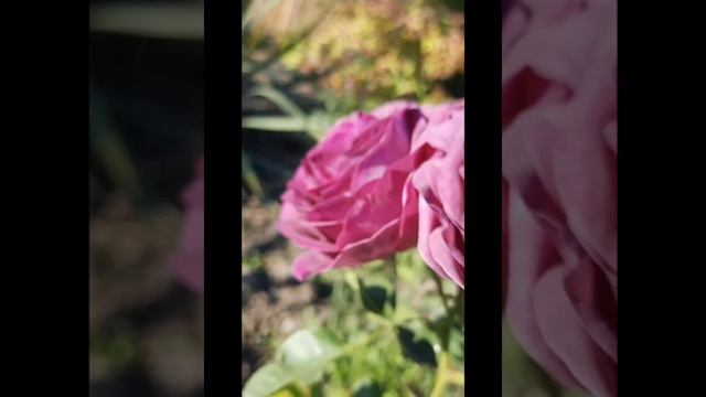 Топ 8 ! Мои любимые сиренивые розы!??? Парфюм Фловер циркус, Минерва, Коко локо, и другие. ? смотреть онлайн