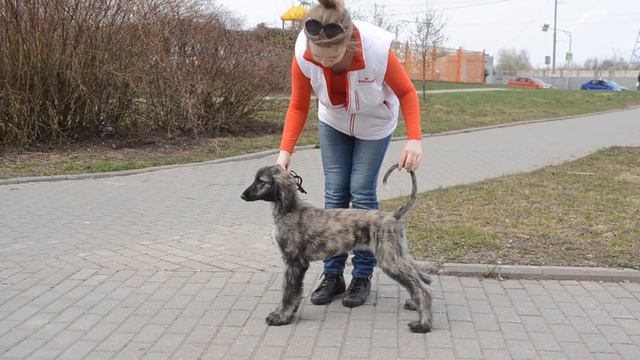 Майла стойка смотреть онлайн